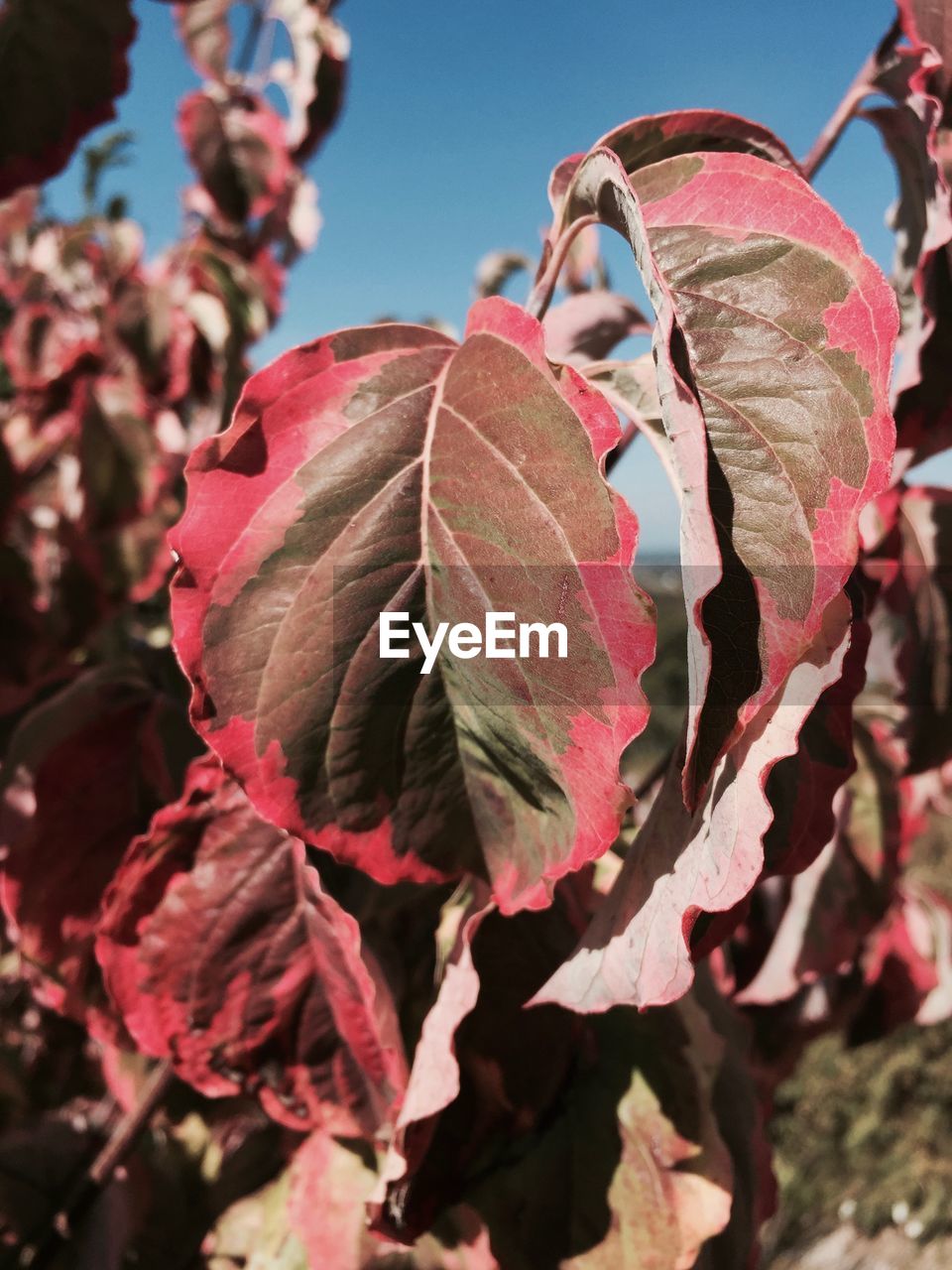 CLOSE-UP OF RED LEAVES