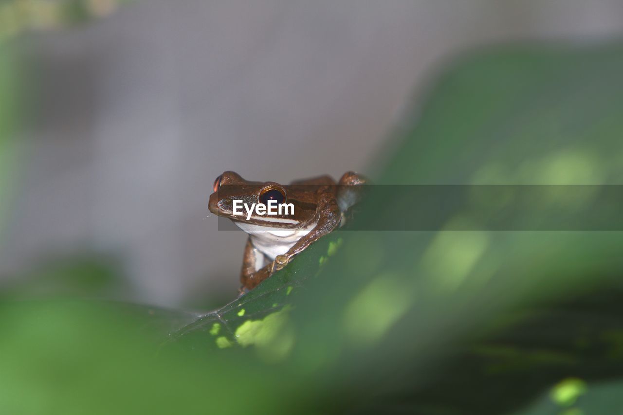 animal themes, animal, green, animal wildlife, one animal, wildlife, nature, frog, amphibian, macro photography, close-up, reptile, no people, tree frog, selective focus, animal body part, plant, lizard, day, outdoors, environment, plant part, rainforest, forest, leaf