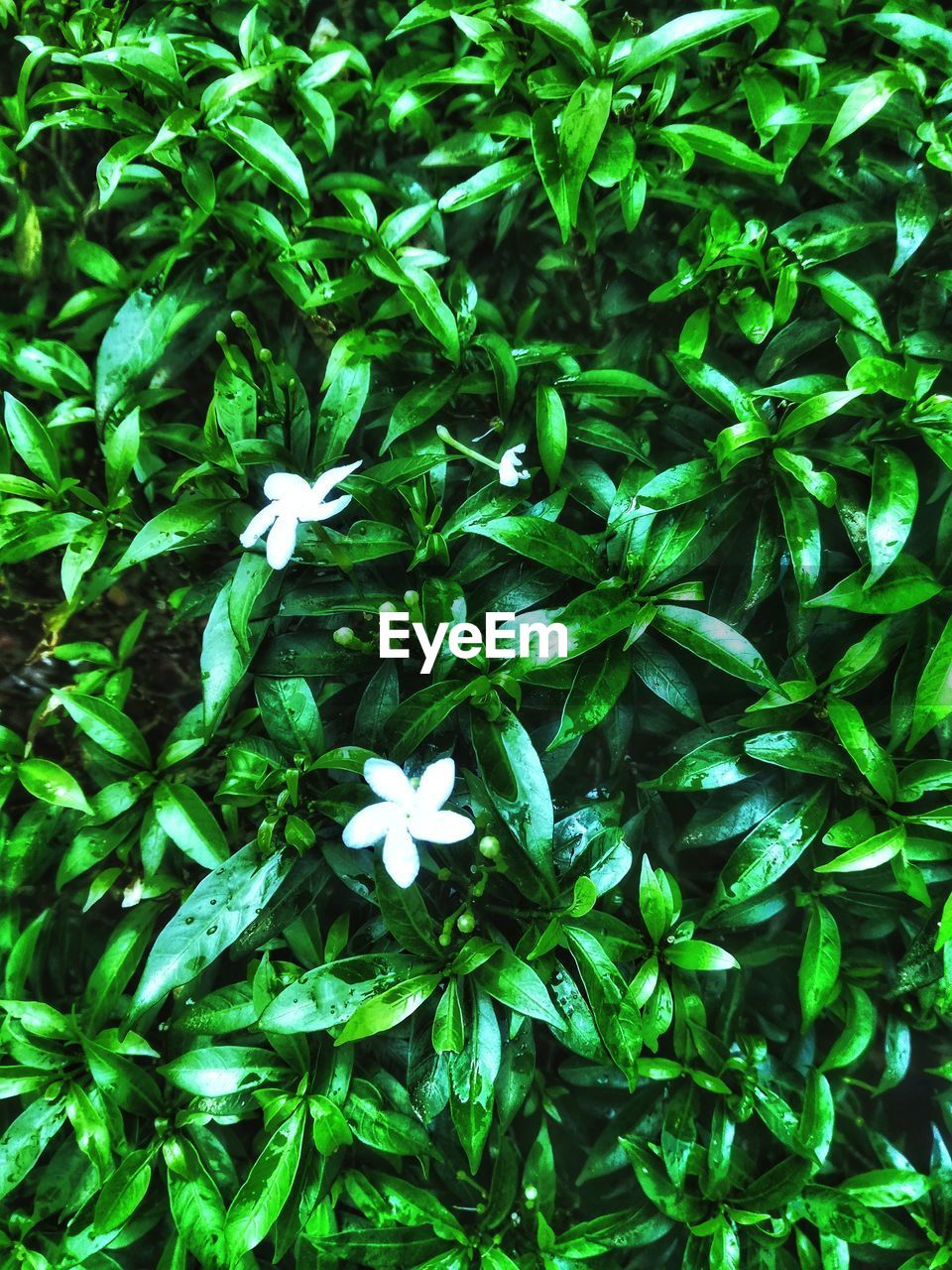 HIGH ANGLE VIEW OF WHITE FLOWERING PLANTS