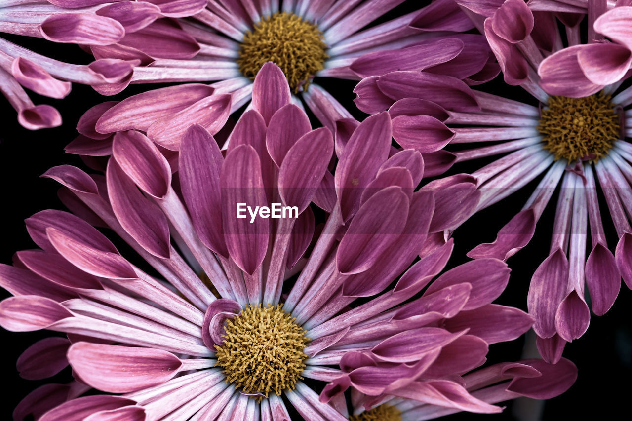 flower, flowering plant, beauty in nature, plant, freshness, petal, fragility, flower head, inflorescence, close-up, growth, nature, pollen, pink, purple, no people, chrysanths, macro photography, floristry, botany