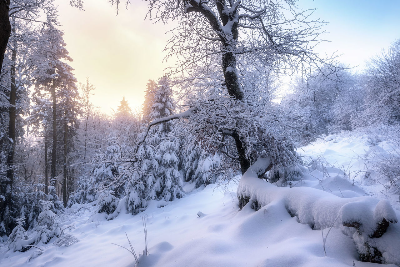 cold temperature, winter, snow, tree, plant, nature, environment, landscape, beauty in nature, forest, scenics - nature, land, sky, frozen, woodland, freezing, tranquil scene, tranquility, white, coniferous tree, non-urban scene, pine tree, blue, morning, ice, pinaceae, no people, sun, fog, sunlight, frost, pine woodland, rural scene, polar climate, outdoors, panoramic, idyllic, branch, mountain, landscaped, freshness, travel, cloud, snowing, tree trunk, twilight, evergreen tree, travel destinations, trunk, spruce tree, loneliness, wilderness, holiday, sunrise