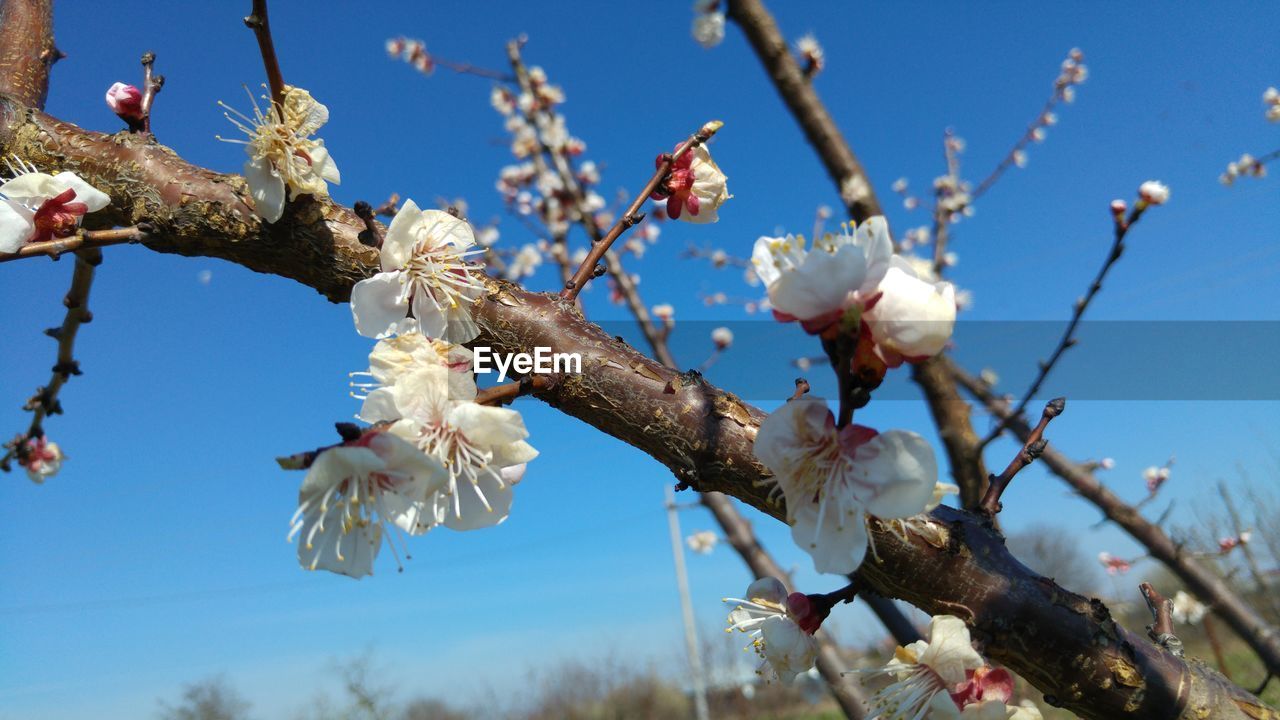 LOW ANGLE VIEW OF CHERRY BLOSSOMS IN SPRING