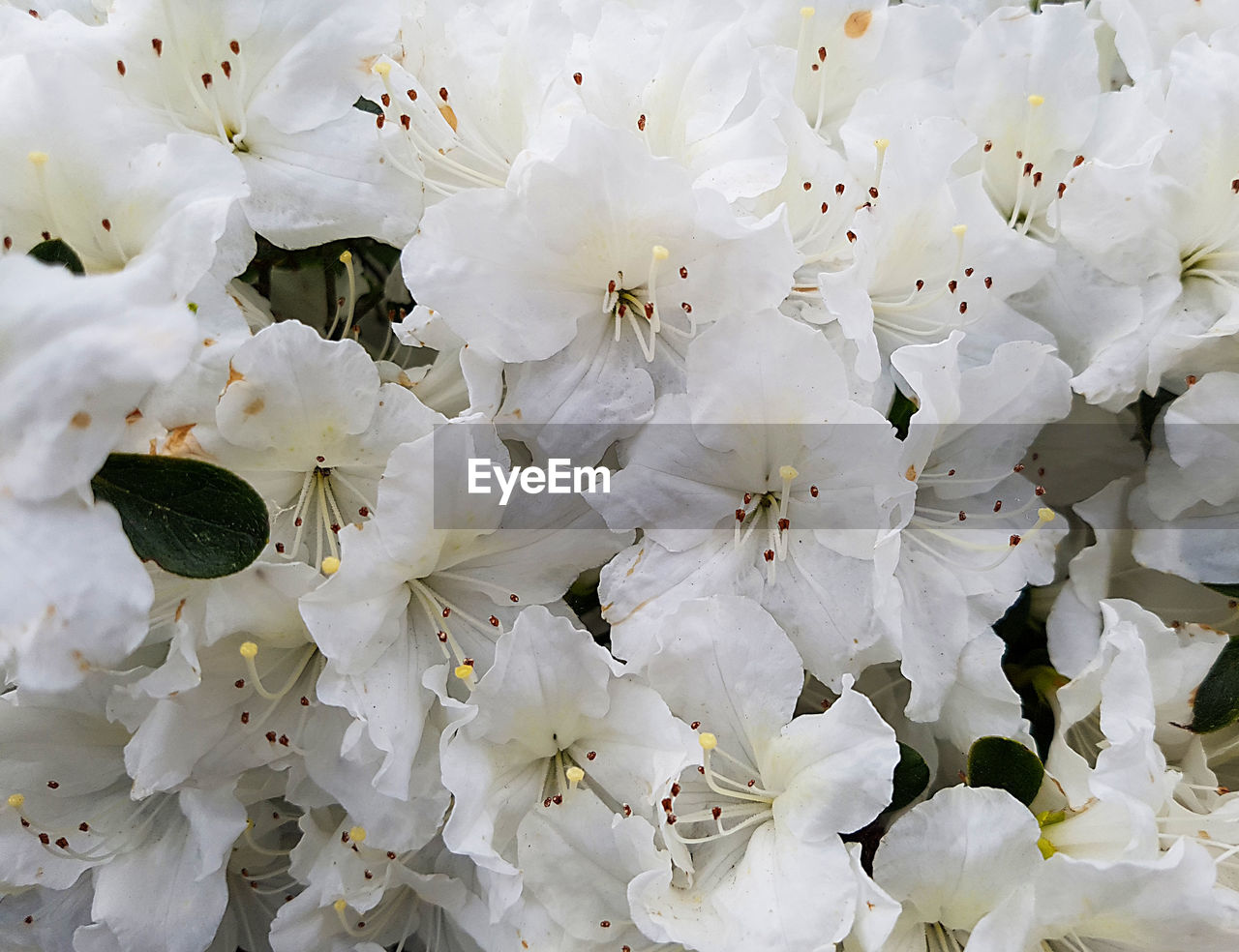 CLOSE-UP OF FLOWERS