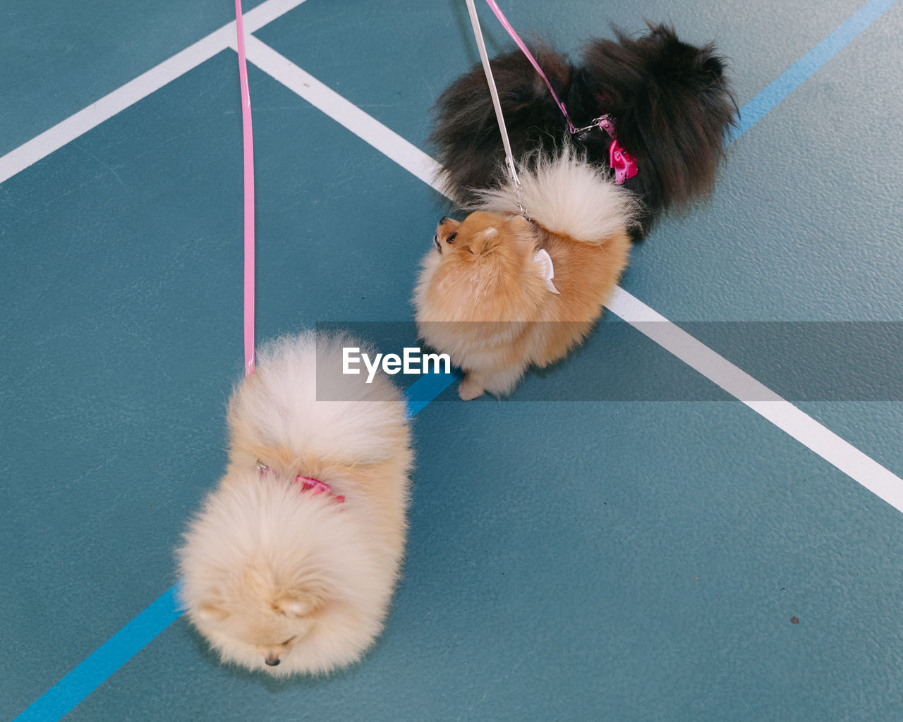 High angle view of dogs on a leash indoor