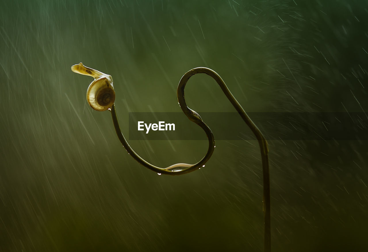 Close-up of snail on plant during rainfall