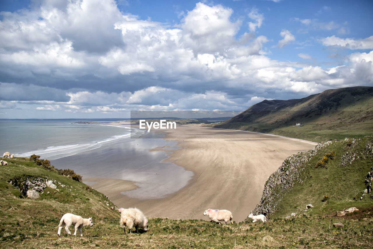 FLOCK OF SHEEP GRAZING IN A FARM