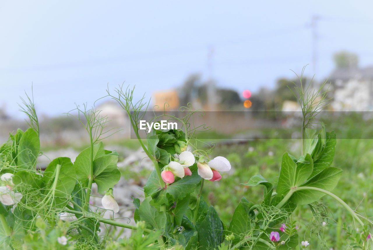 Close-up of flowering plants on field