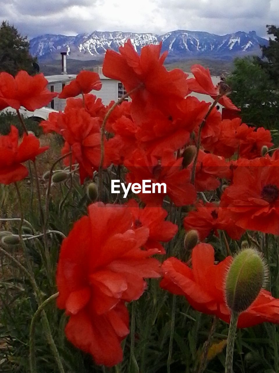 Close-up of red poppy flower in field