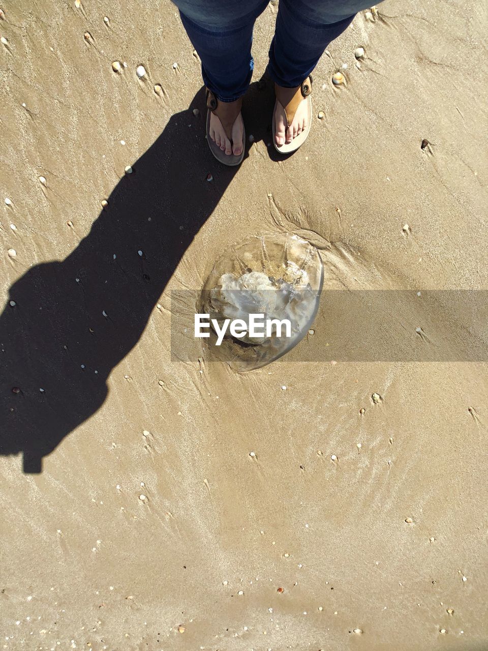 Low section of woman standing on sand at beach during sunny day