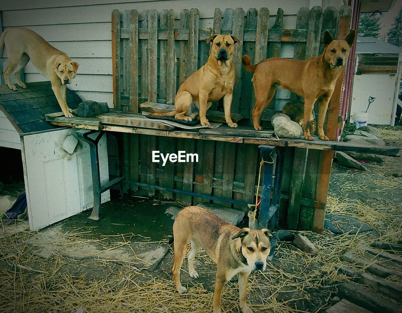 Portrait of dogs against house