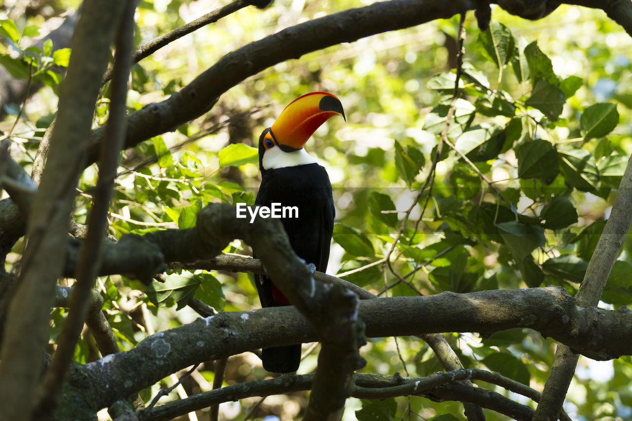 BIRD PERCHING ON A BRANCH