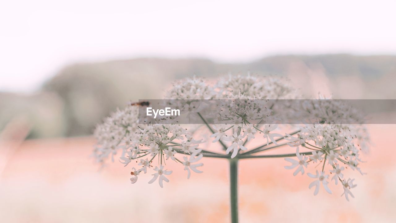 CLOSE-UP OF FLOWERING PLANTS AGAINST BLURRED BACKGROUND