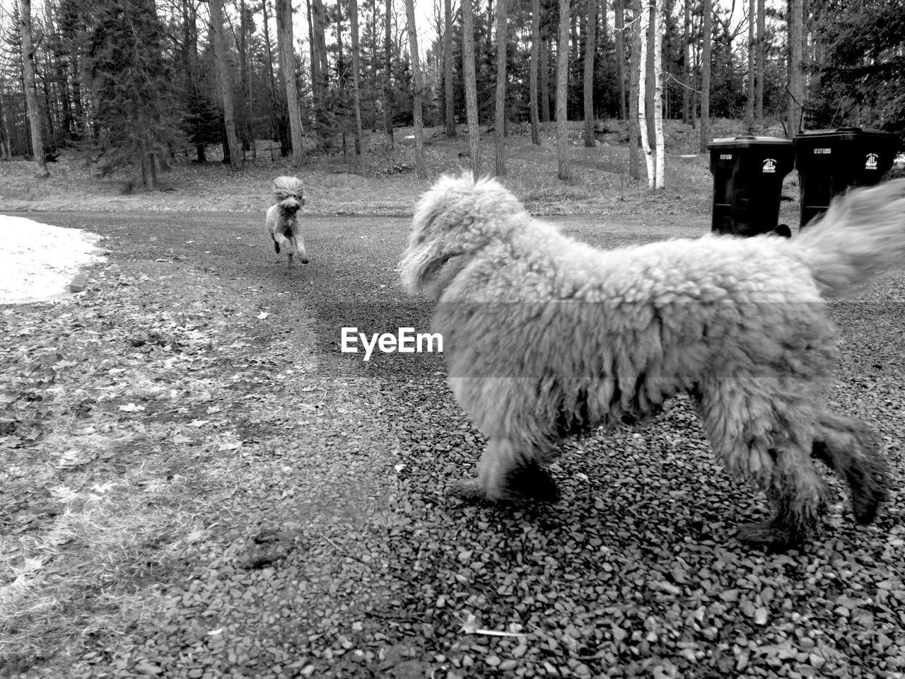 Dogs on street against trees