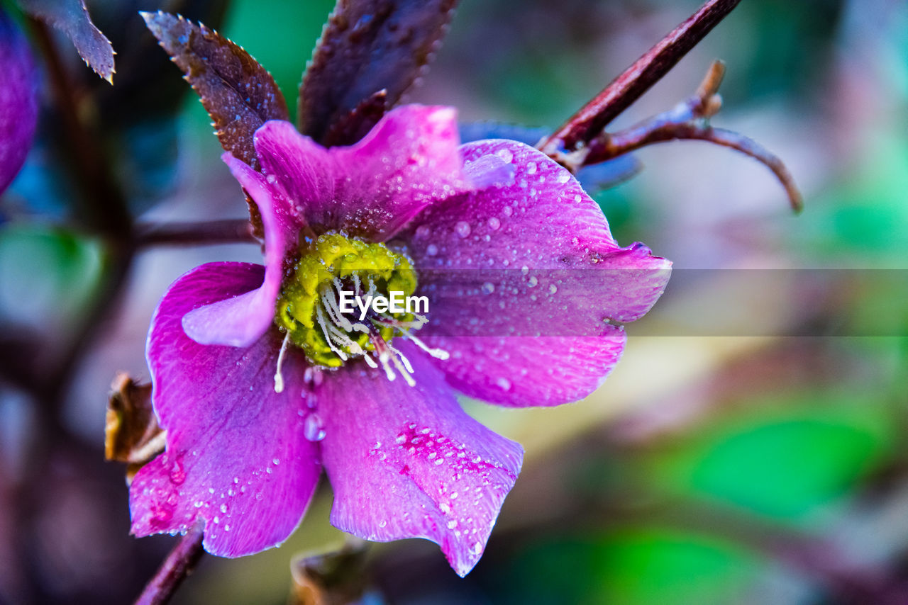 Close-up of wet purple flowering plant