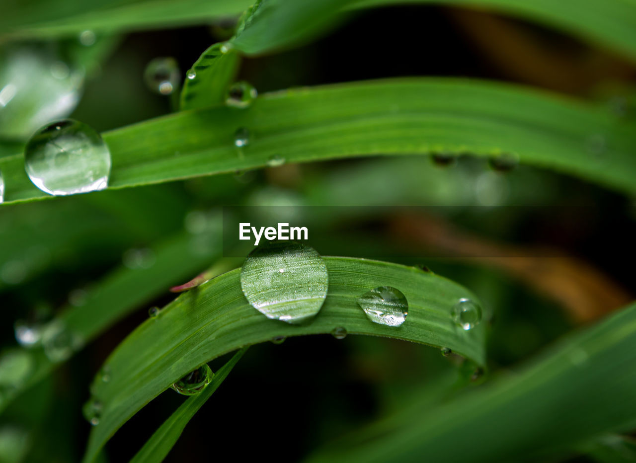 RAINDROPS ON GREEN LEAVES