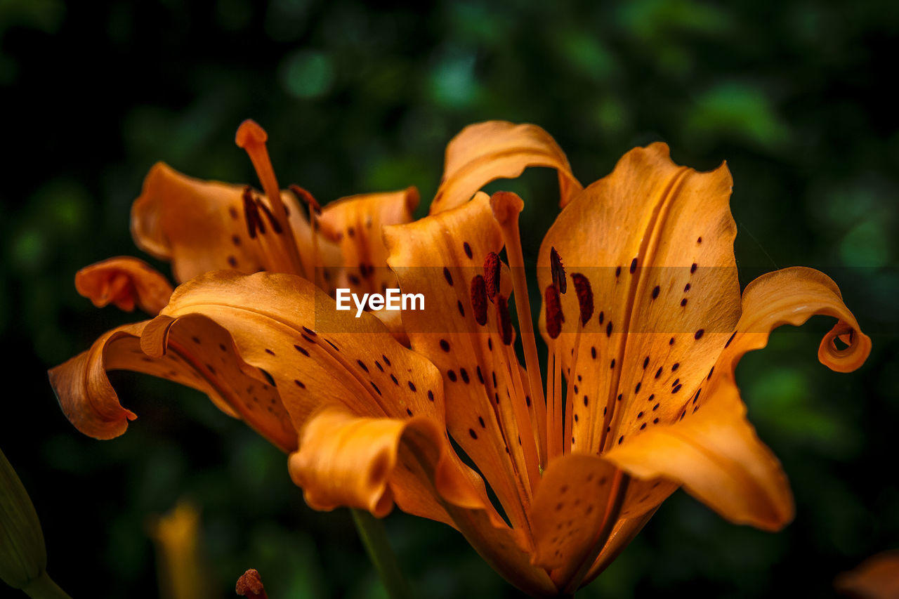 Close-up of flower blooming outdoors