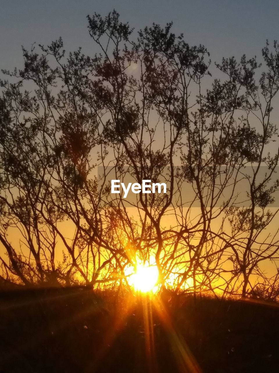 SILHOUETTE TREES AGAINST SKY AT SUNSET