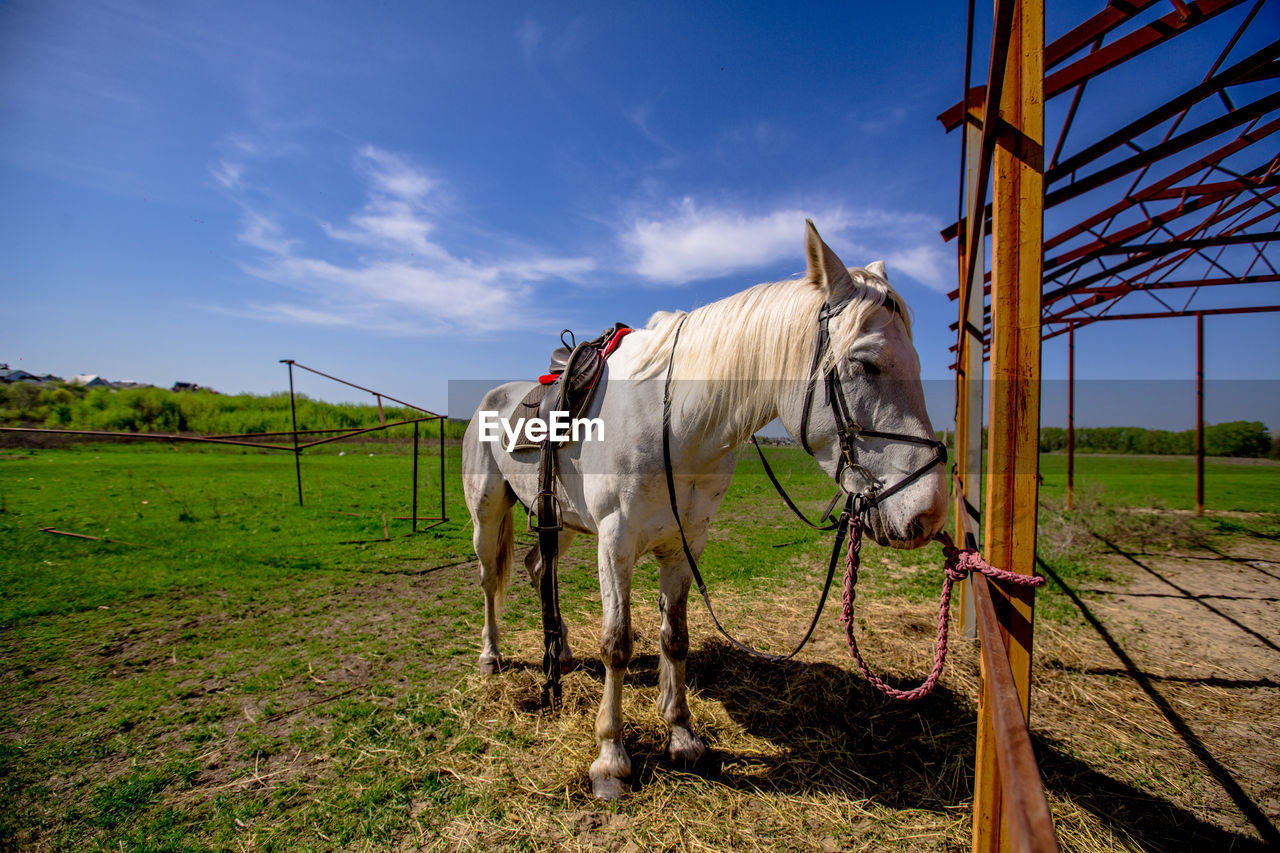 Beautiful white horse against the blue sky on a meadow