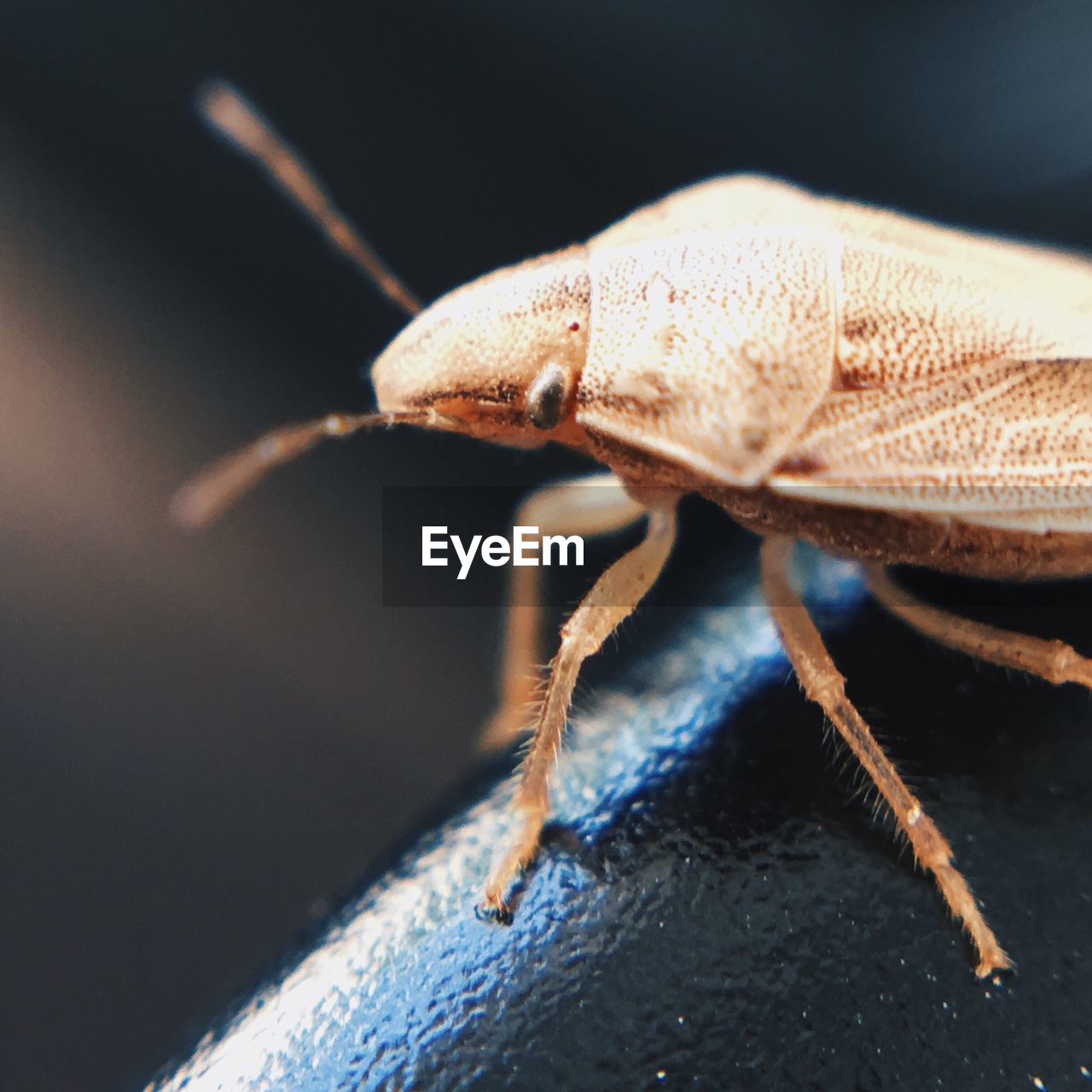 Close-up of bug on railing