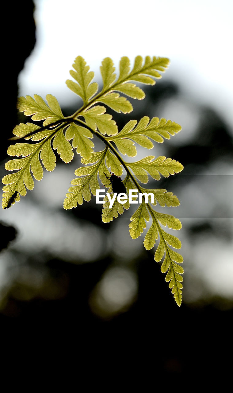 CLOSE-UP OF LEAVES ON PLANT