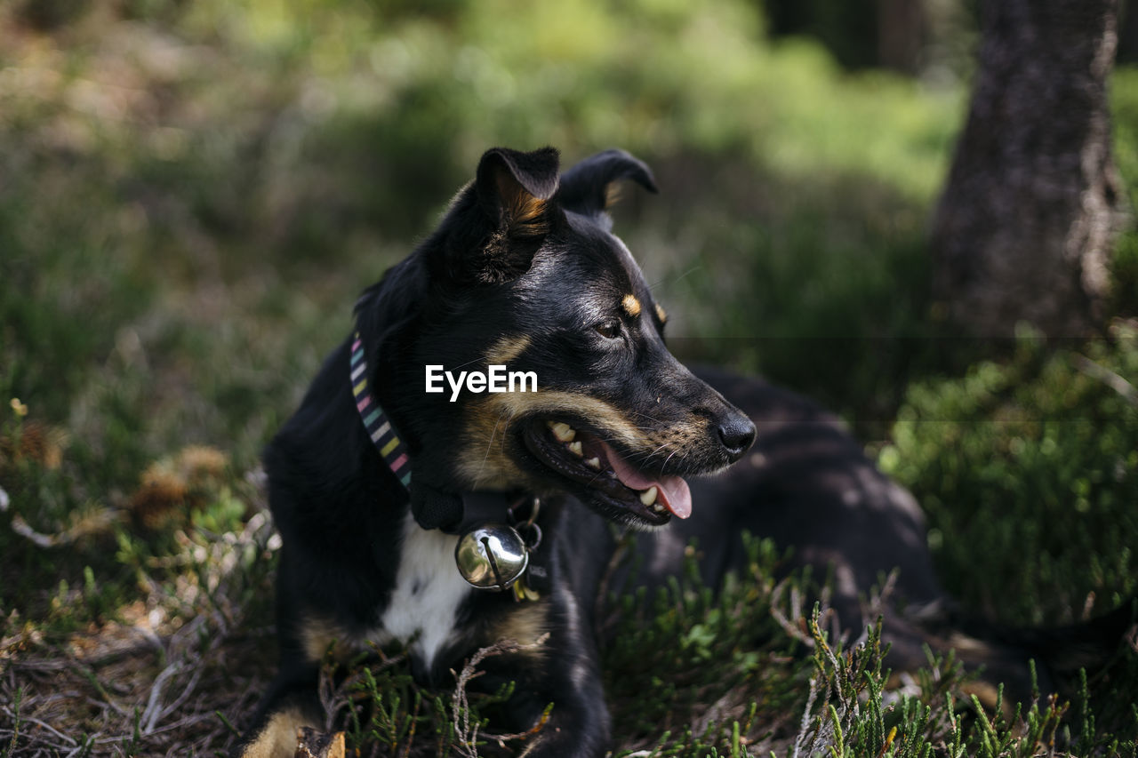 Dog looking away on field