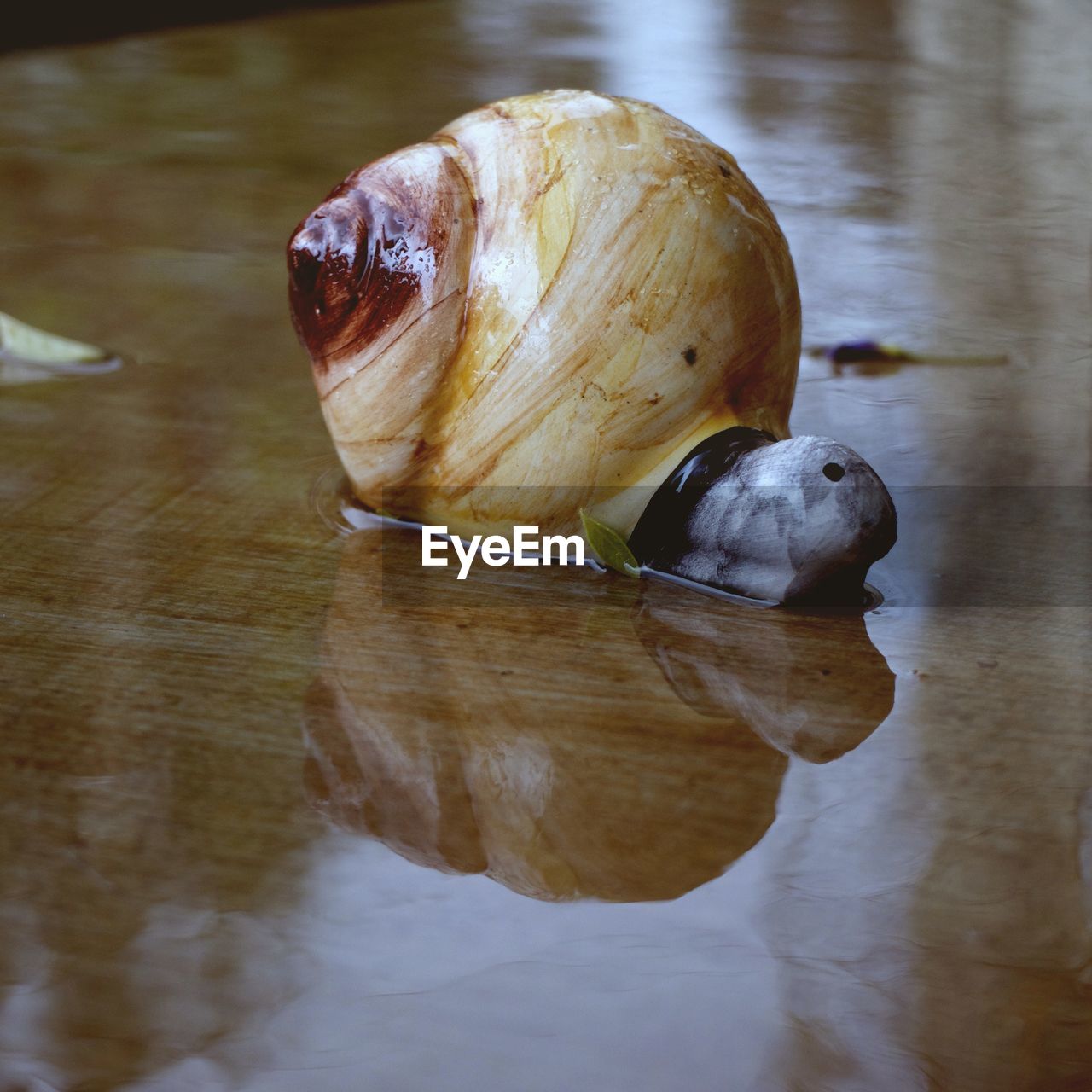 CLOSE-UP OF TURTLE SWIMMING