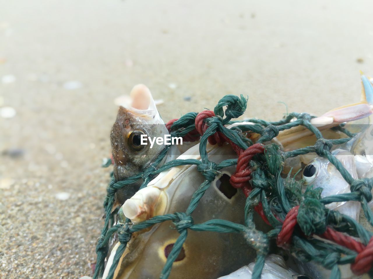 CLOSE-UP OF ROPES TIED ON ROPE