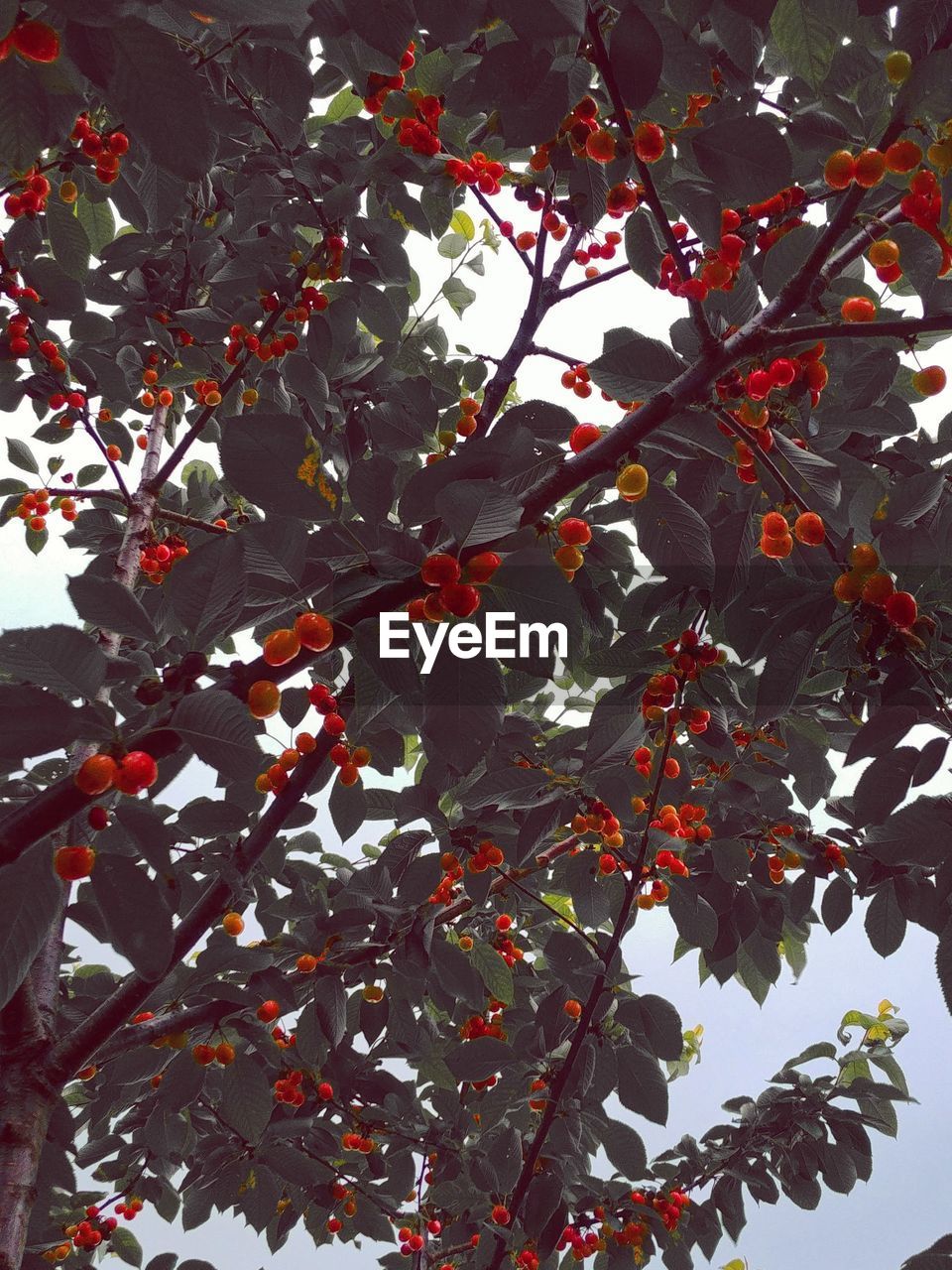LOW ANGLE VIEW OF FRUIT TREE