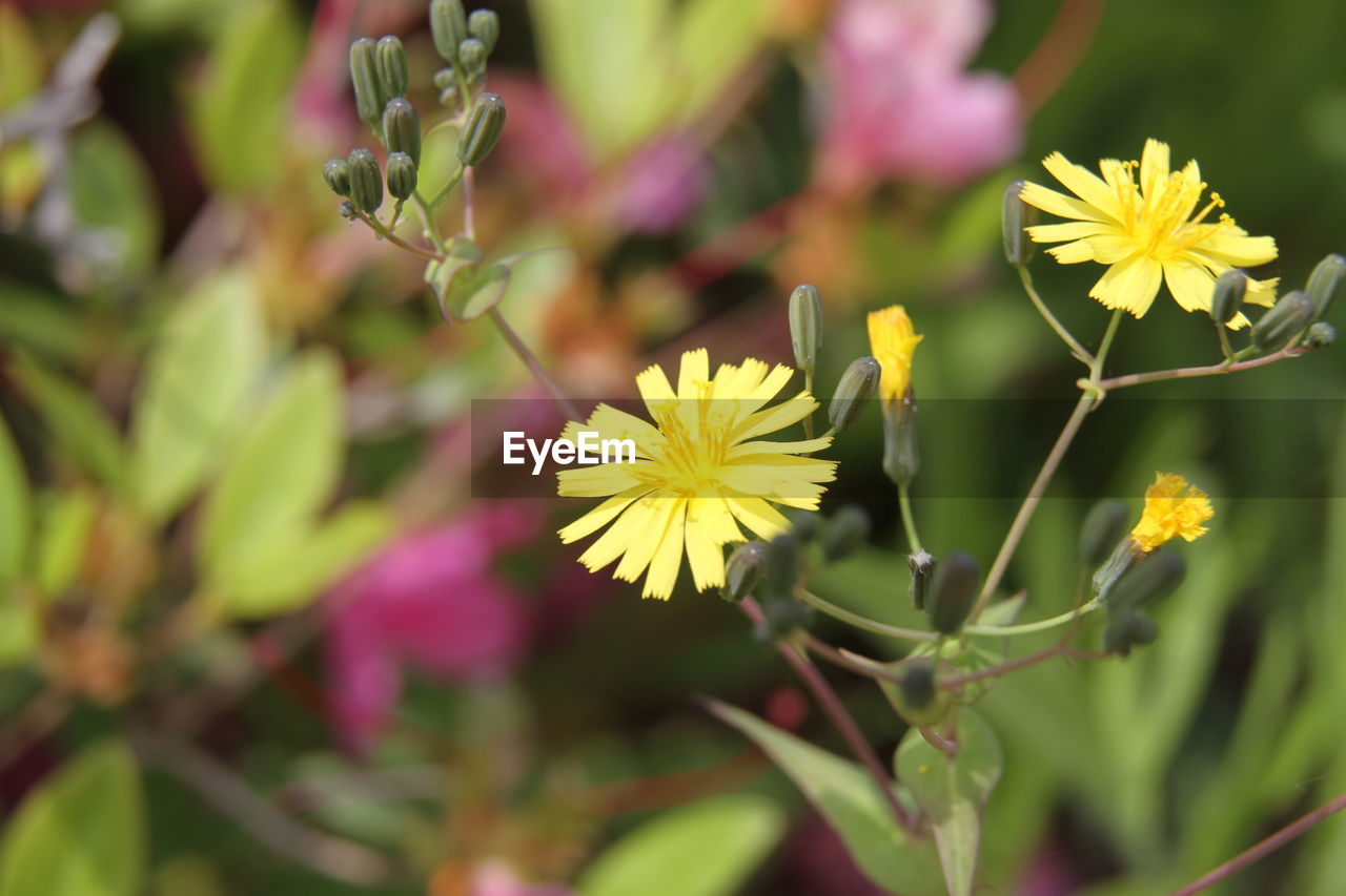 CLOSE-UP OF YELLOW FLOWER