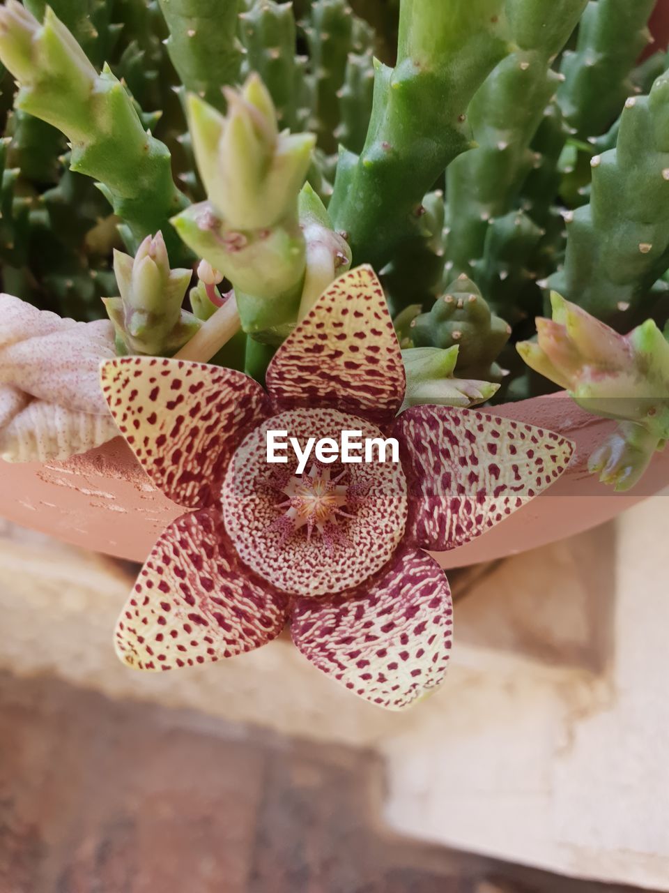 CLOSE-UP OF SUCCULENT PLANT IN POTTED CACTUS