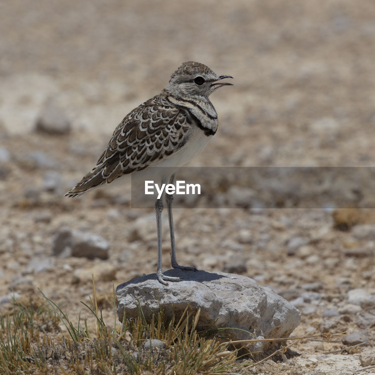 Double-banded courser in etosha national park perching on rock