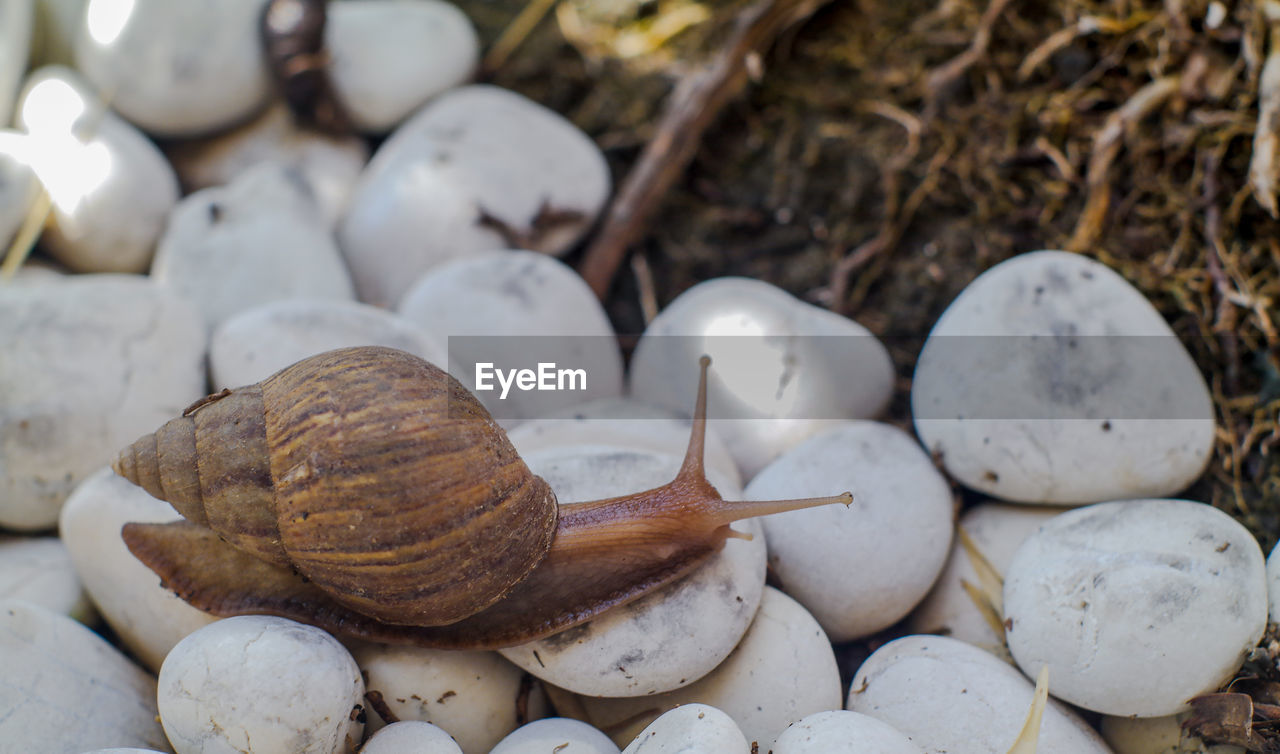 Close-up of snail