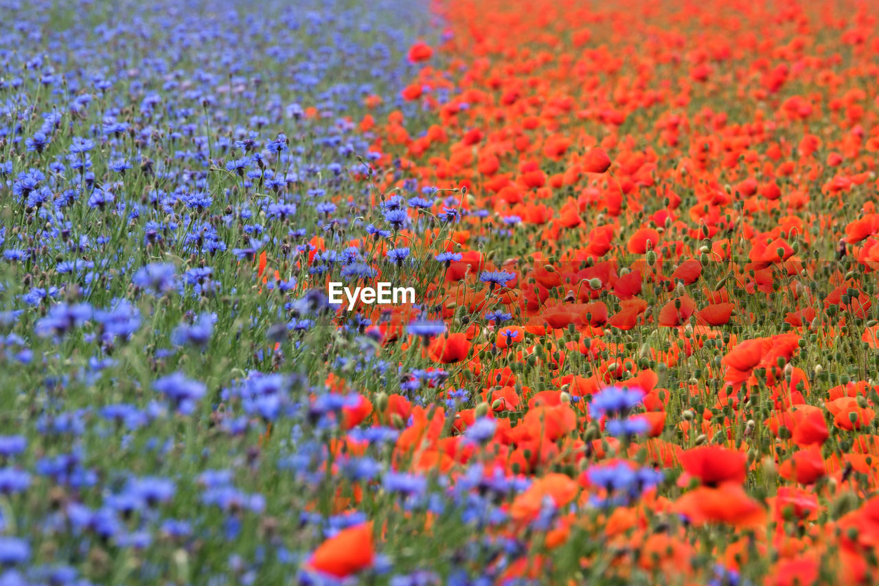 Close-up of flowering plants on field