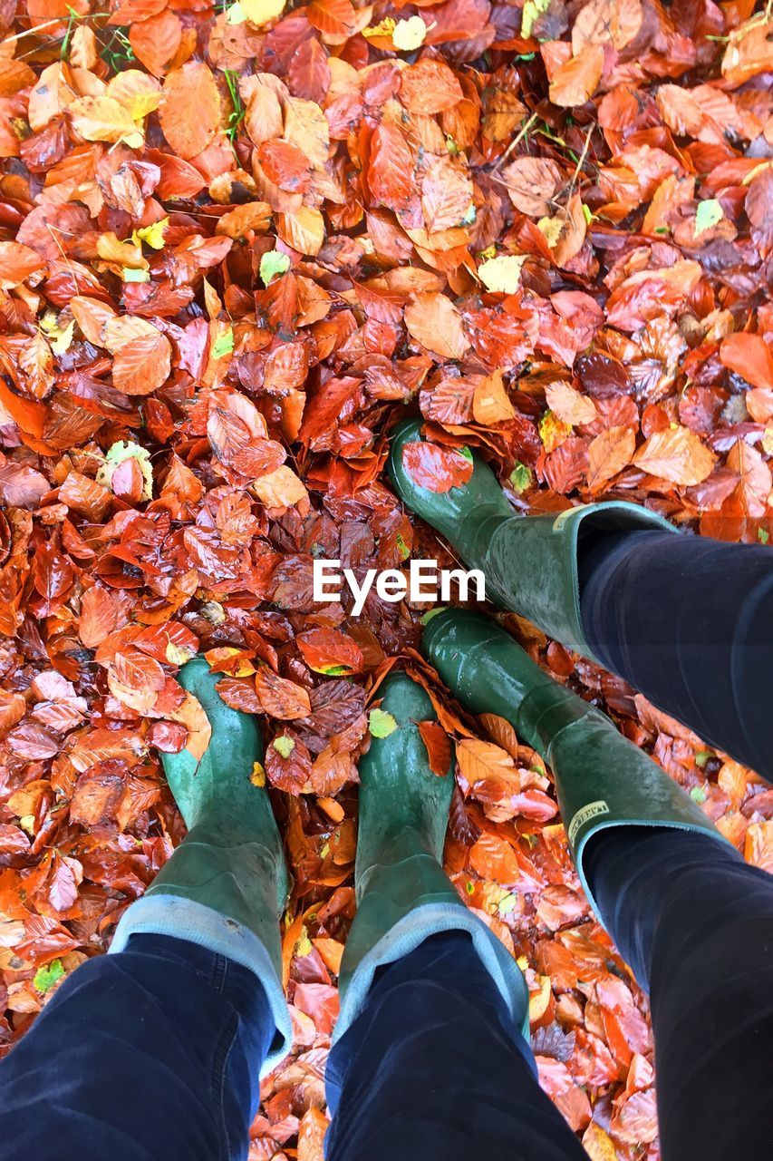 Low section of people wearing rubber boots standing on wet autumn leaves