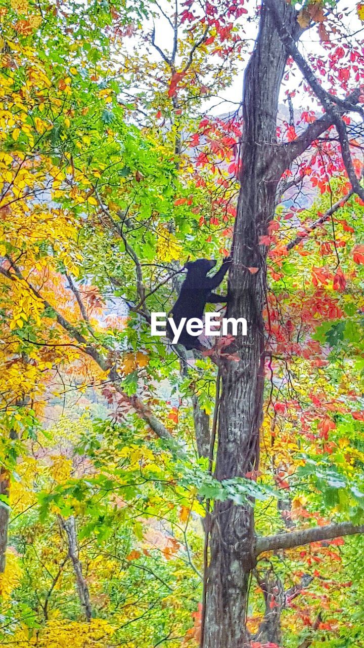 LEAVES ON TREE TRUNK
