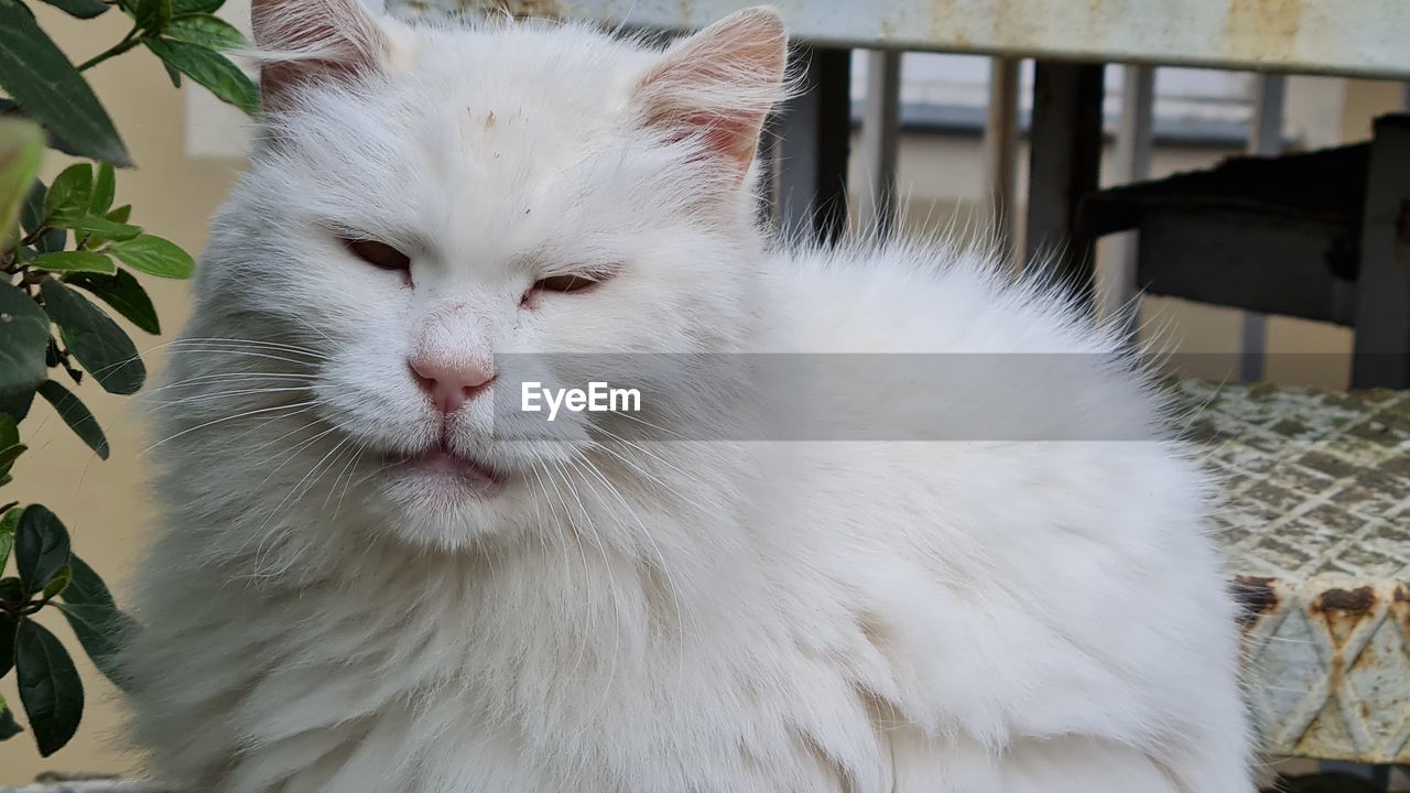 animal themes, cat, animal, pet, domestic animals, mammal, domestic cat, one animal, feline, turkish angora, white, domestic long-haired cat, felidae, animal hair, portrait, small to medium-sized cats, whiskers, animal body part, no people, close-up, relaxation, looking at camera, nature, cute