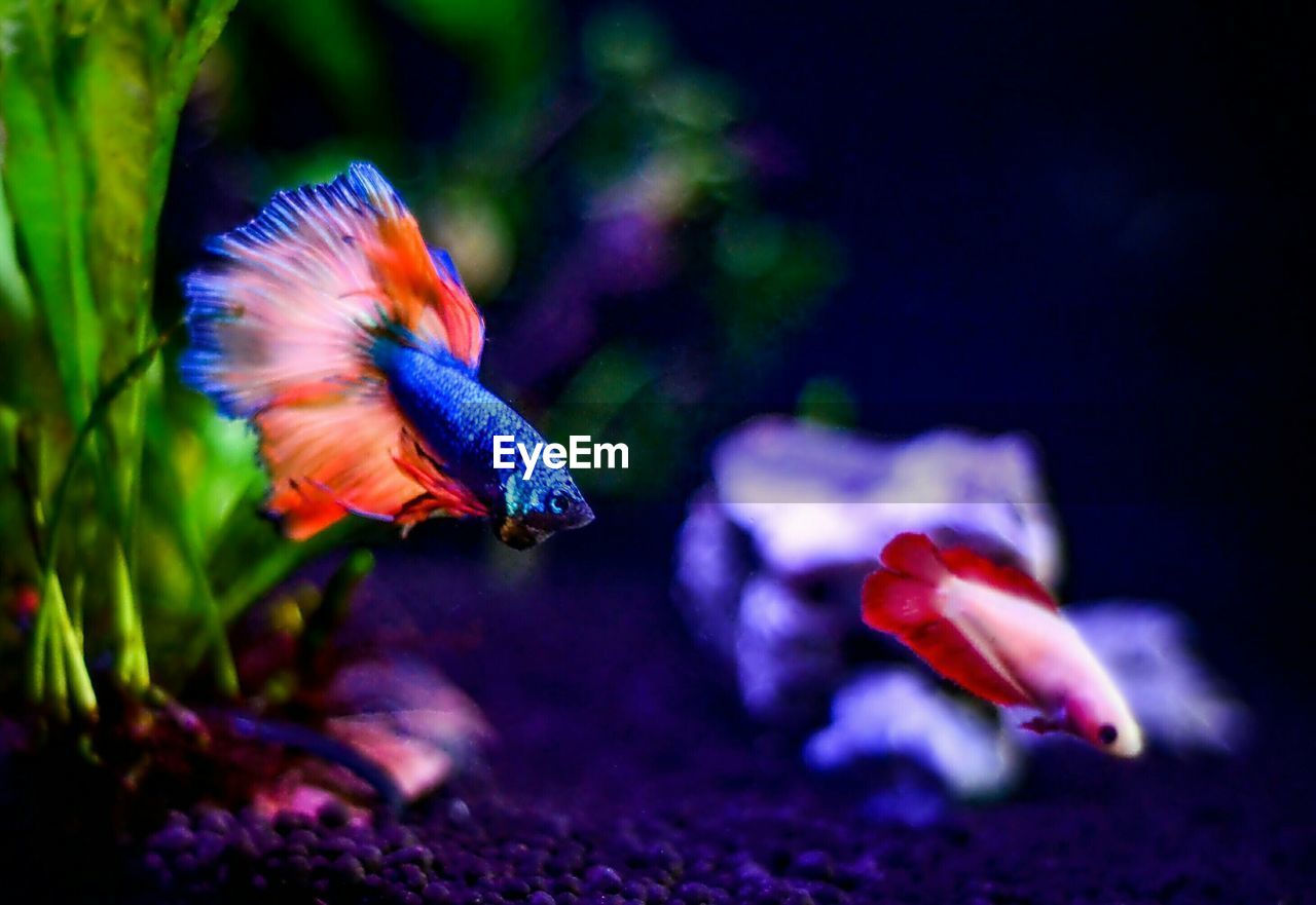 CLOSE-UP OF JELLYFISH SWIMMING IN AQUARIUM