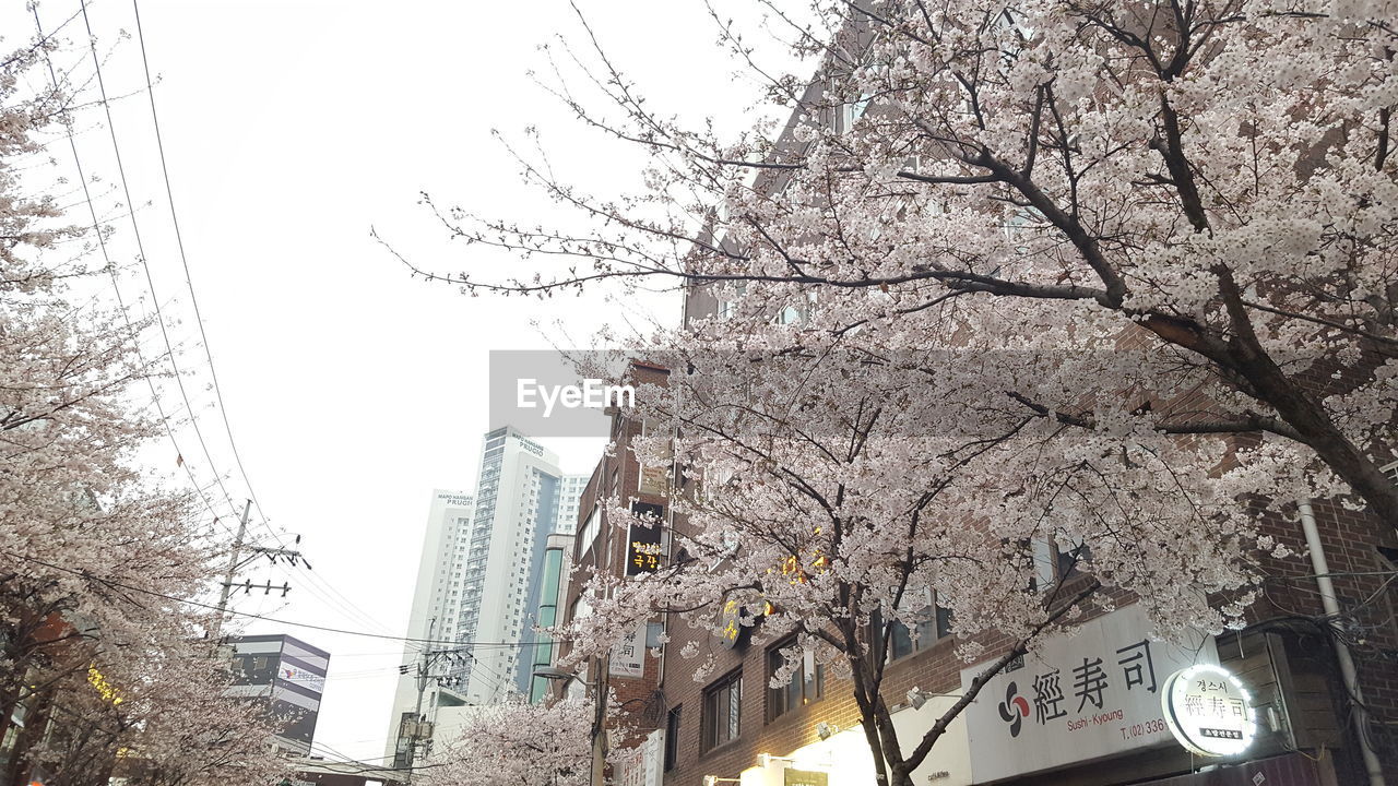 LOW ANGLE VIEW OF BARE TREES AGAINST SKY