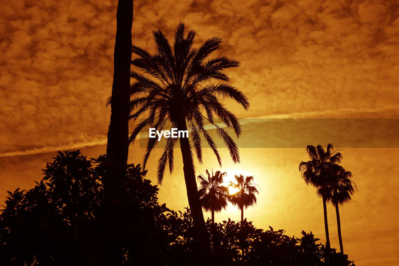 LOW ANGLE VIEW OF PALM TREES AGAINST SKY DURING SUNSET
