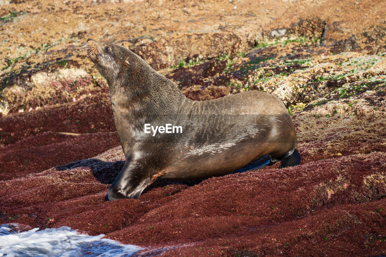 Australian fur seal  montague island, australia.