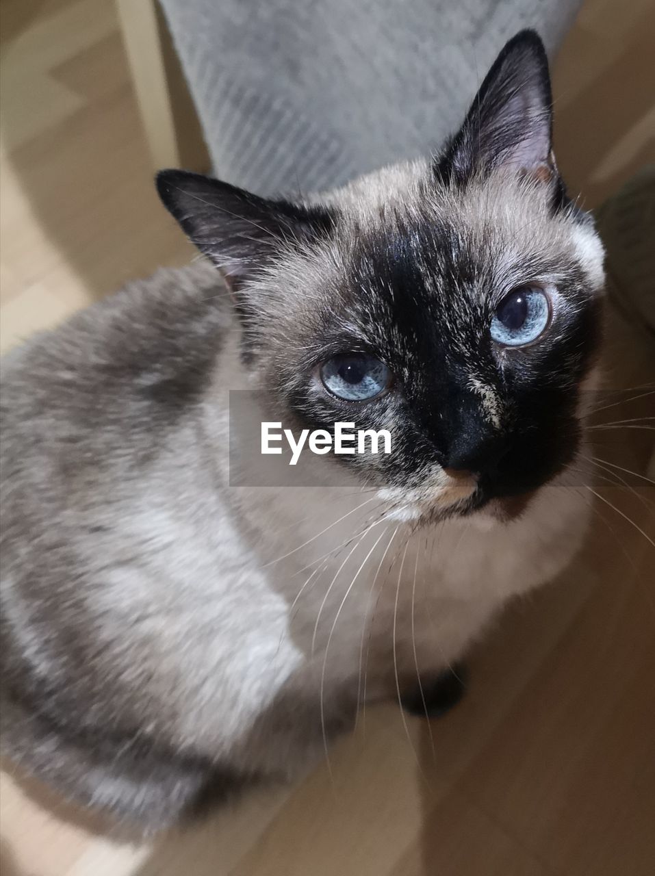 Close-up portrait of a cat