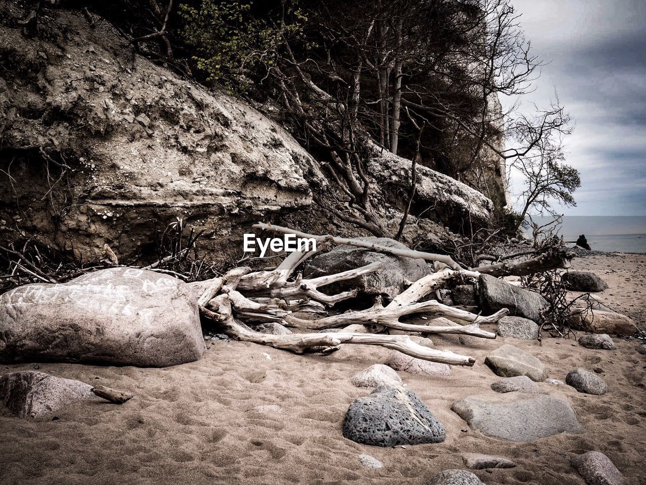 DEAD TREE ON BEACH