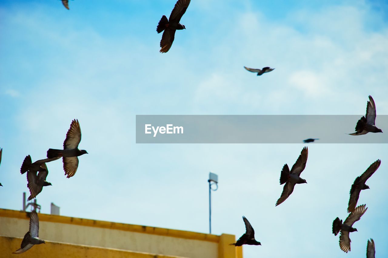 Low angle view of birds flying against sky