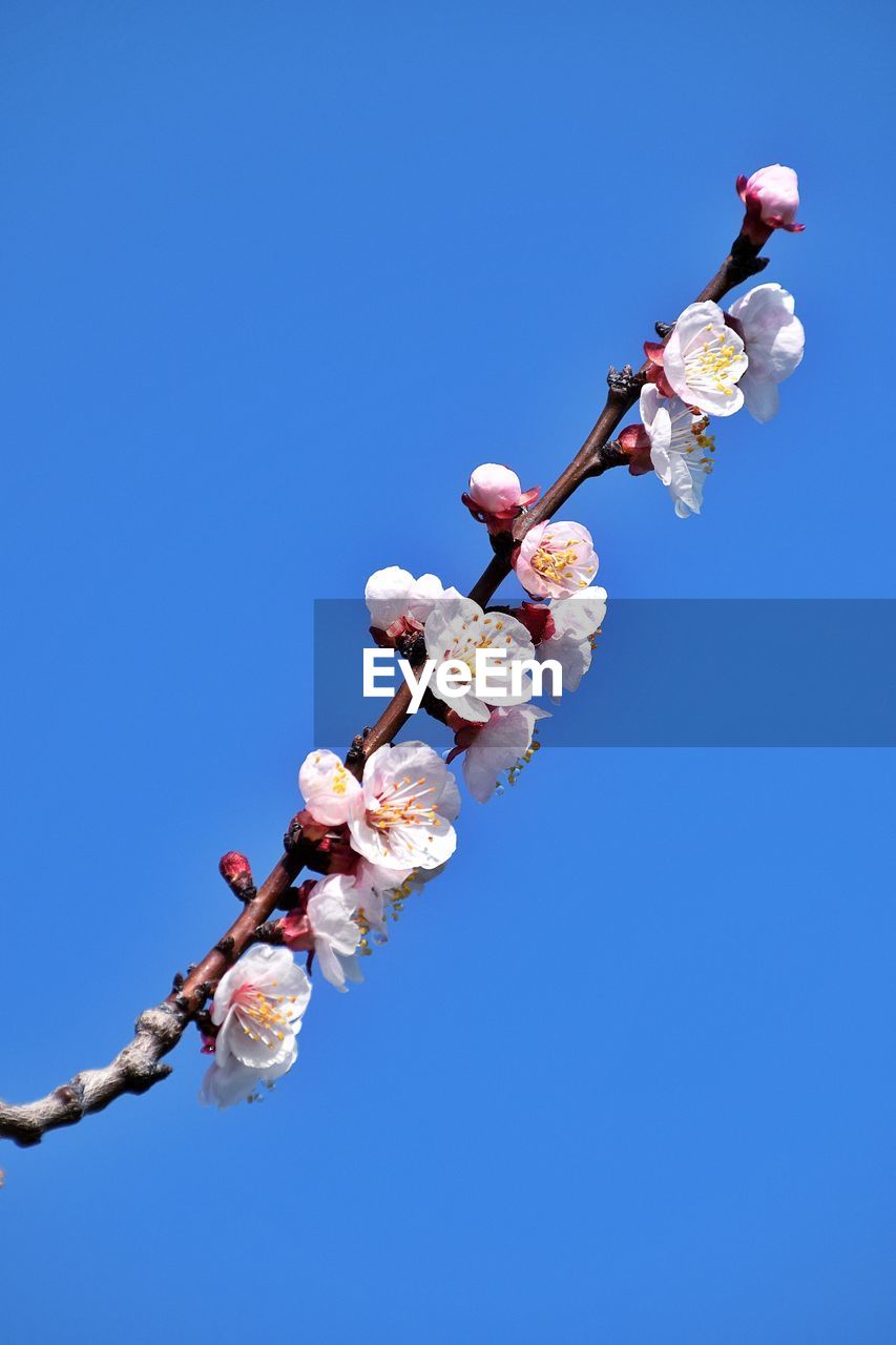 Low angle view of cherry blossom against blue sky