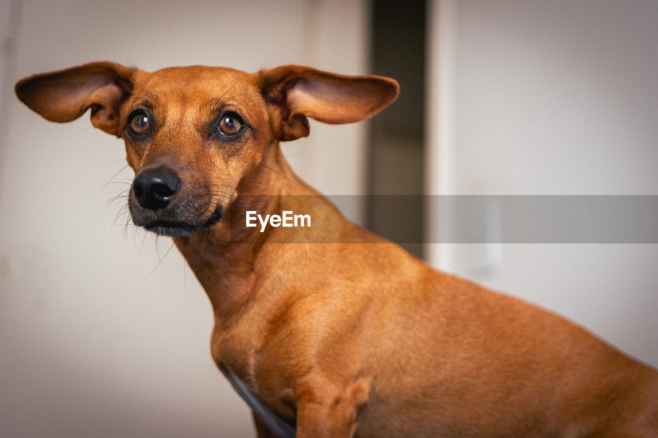 one animal, mammal, animal themes, pet, dog, animal, domestic animals, canine, portrait, looking at camera, brown, indoors, miniature pinscher, no people, rhodesian ridgeback, looking, focus on foreground, cute, dachshund