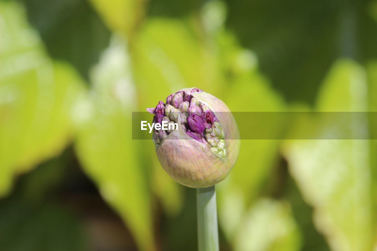 Close-up of purple tulip blooming outdoors