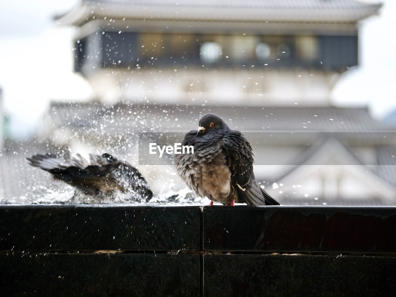 Pigeon puffing chest near splashing pigeon 