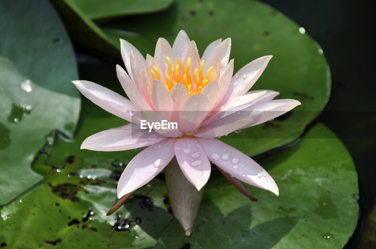 CLOSE-UP OF WET LOTUS WATER LILY