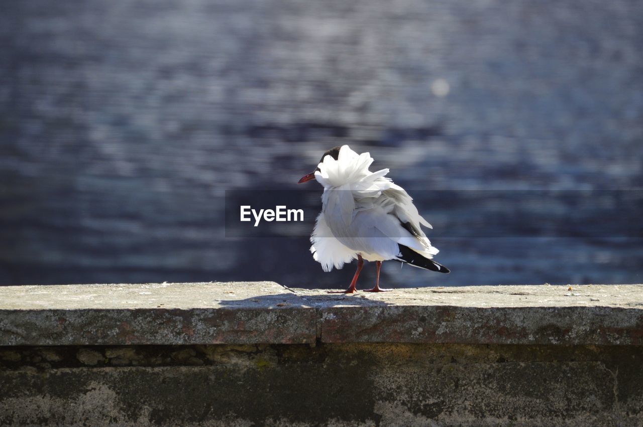 Seagull on a wall