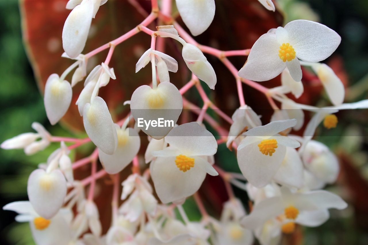 CLOSE-UP OF WHITE FLOWERS BLOOMING OUTDOORS